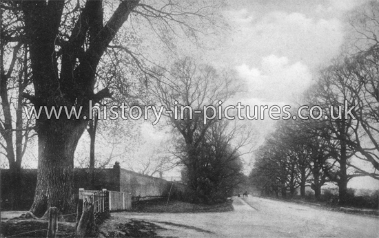 The Avenue, Rochford, Essex. c.1906
